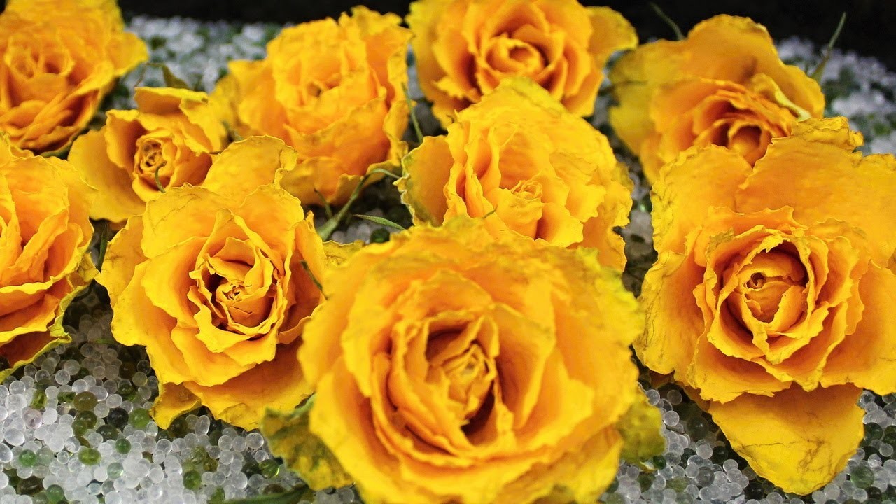 Mein Test mit Rosen: Blumen trocknen mit Kristalle ❁ Blumen konservieren ❁ Deko Ideen mit Flora-Shop