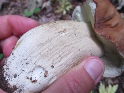 Sommersteinpilz - Boletus aestivalis