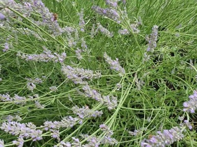 Lavender is alive;  Der Lavendel ist Leben