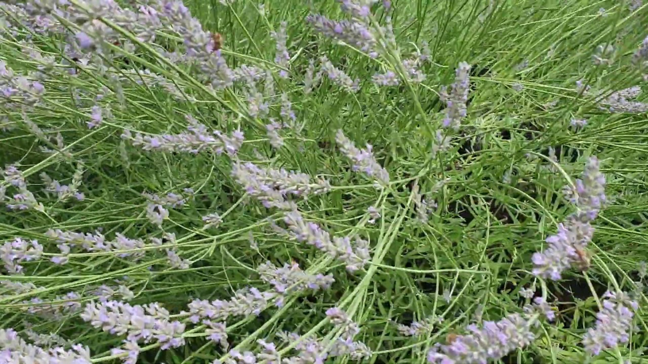 Lavender Is Alive Der Lavendel Ist Leben