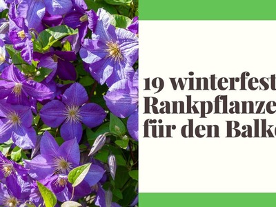 19 winterfeste Rankpflanzen für den Balkon