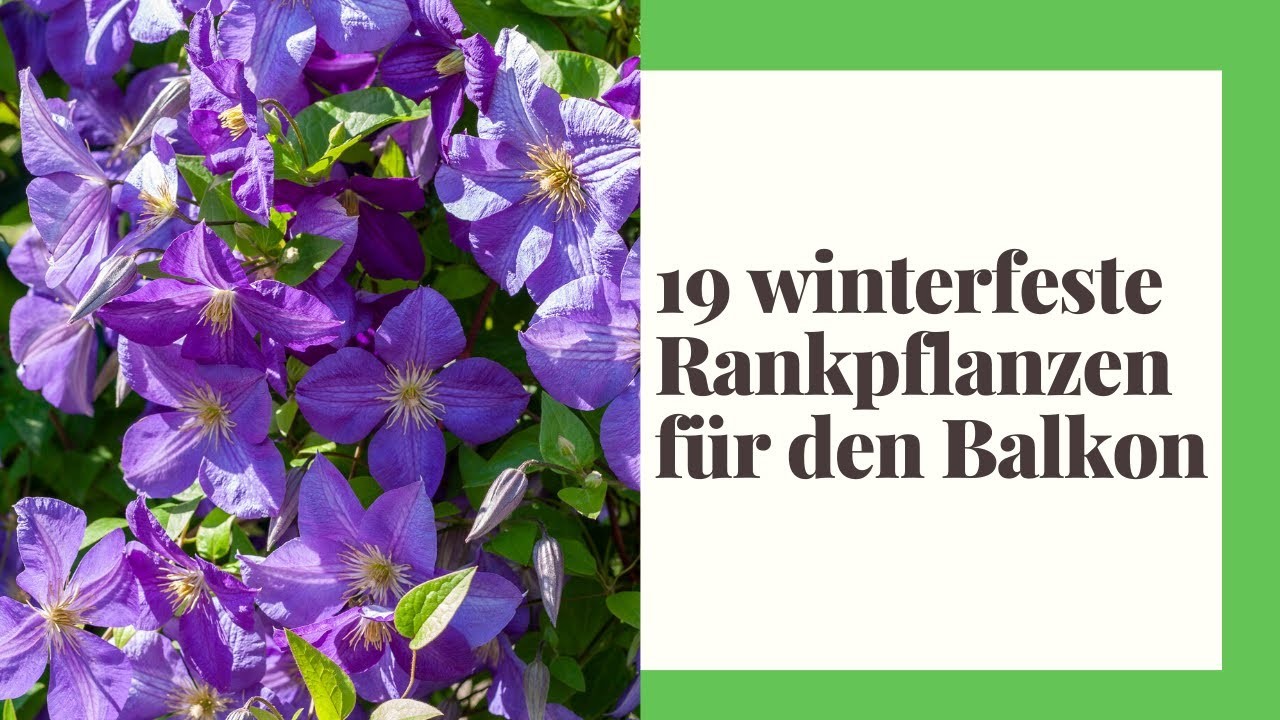 19 winterfeste Rankpflanzen für den Balkon