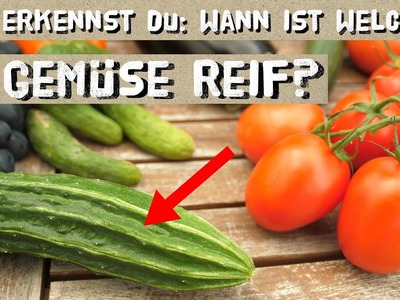 Wann ist welches Gemüse reif? Erntezeitpunkt erkennen von Tomaten, Gurken, Paprika, Kartoffeln, uvm.