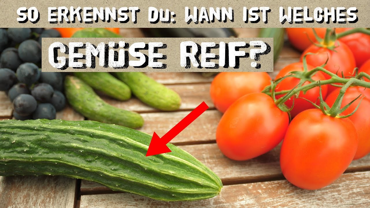 Wann ist welches Gemüse reif? Erntezeitpunkt erkennen von Tomaten, Gurken, Paprika, Kartoffeln, uvm.