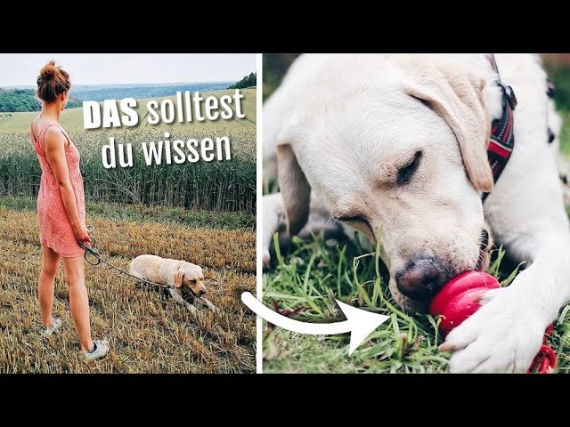 DARUM ist der Sommer für Hunde so gefährlich! + COOLE TIPPS | Hundevideo