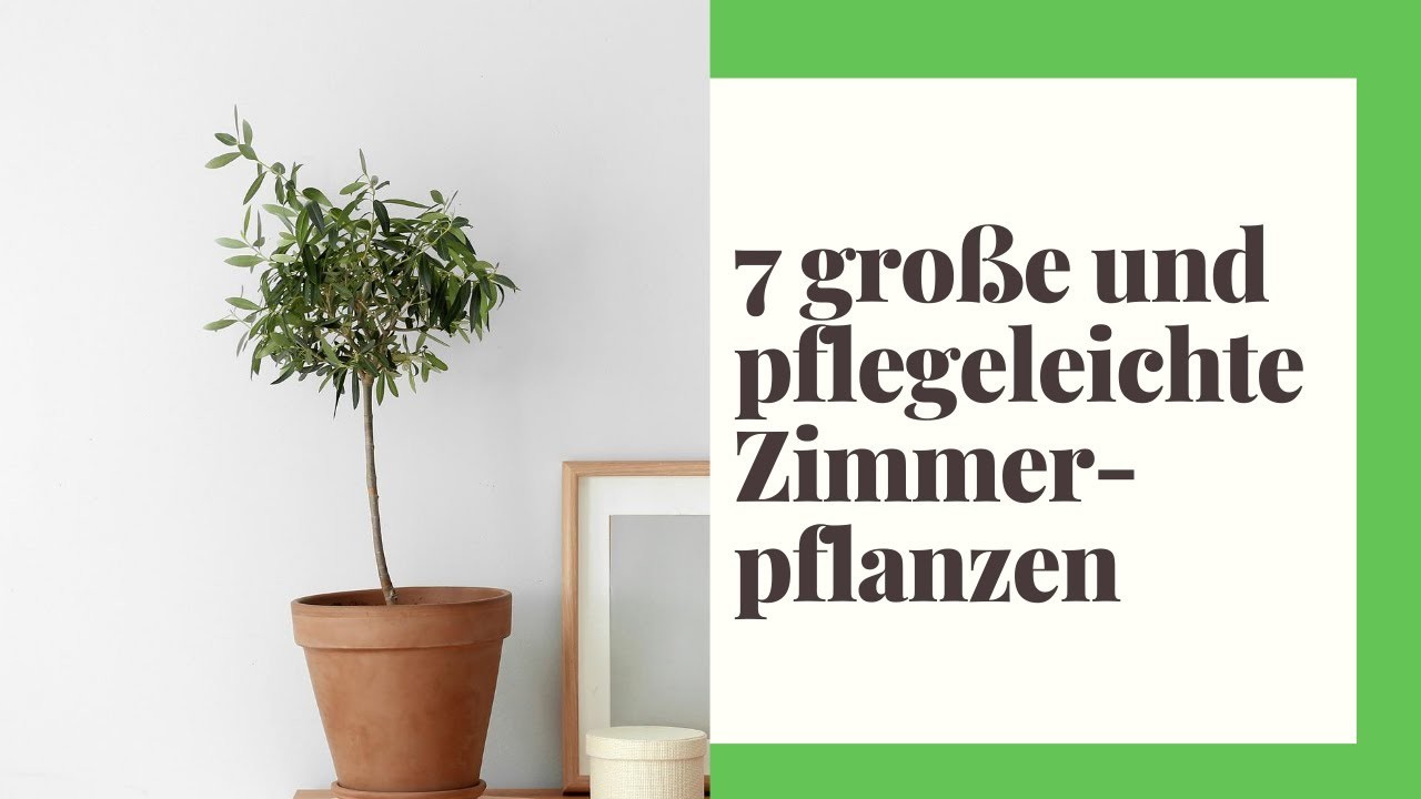 7 GROSSE und PFLEGELEICHTE Zimmerpflanzen ????