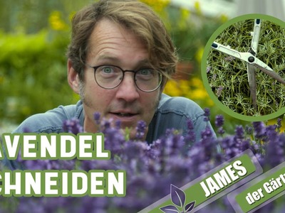 Der Rückschnitt von Lavendel nach der Blüte | James der Gärtner