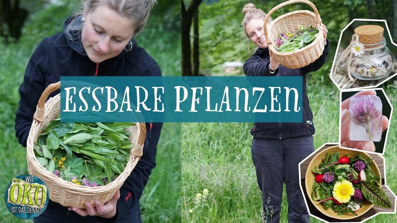 Essbare Pflanzen | Essbare DEKO  und HEILMITTEL