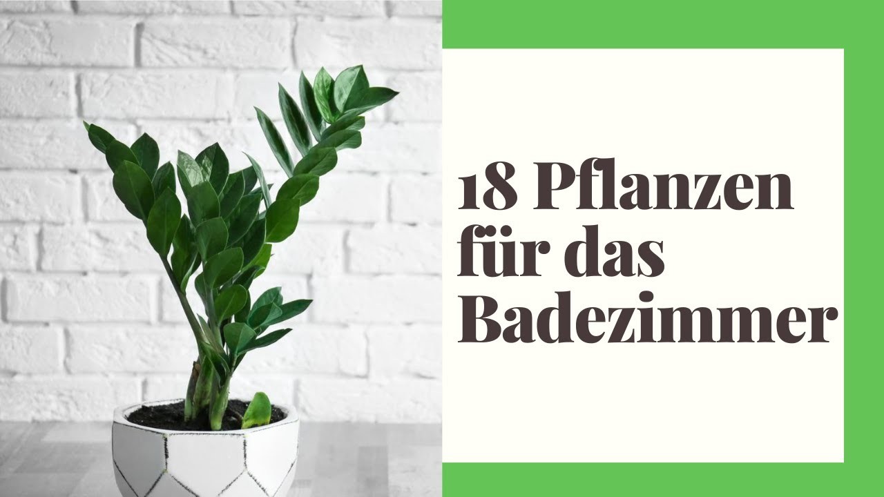 18 Pflanzen für das Badezimmer - Die besten Pflanzen große und kleine Badezimmer
