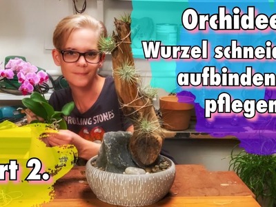 Orchidee Wurzel schneiden. Orchidee aufbinden & pflegen