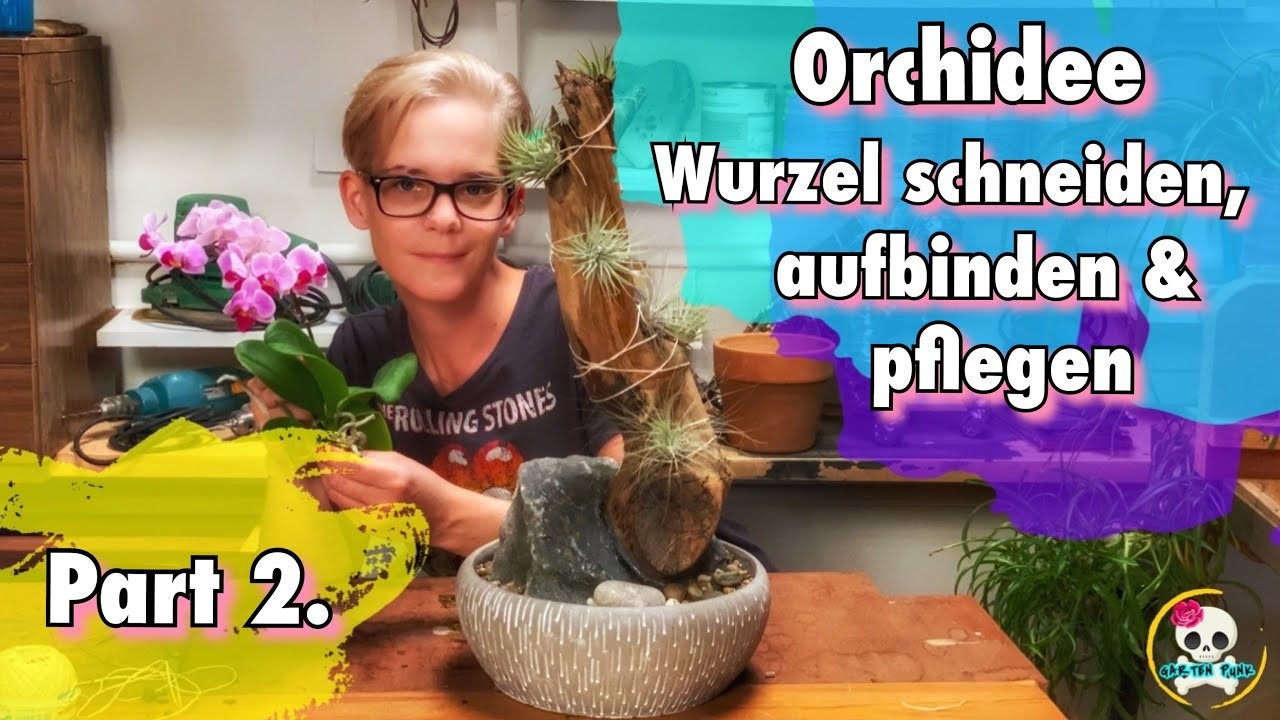 Orchidee Wurzel schneiden. Orchidee aufbinden & pflegen