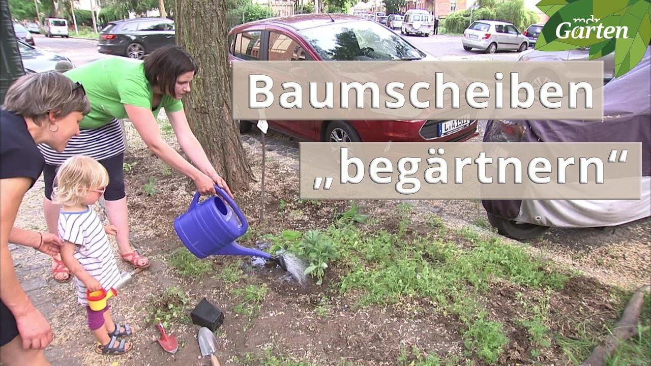 Baumscheiben mit Pflanzen beleben | MDR