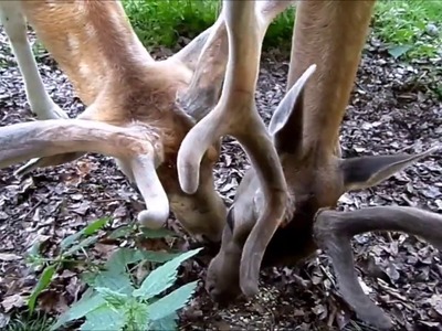 Wild PARK Gersfeld & meine Rhön, Urlaub für die Seele :))