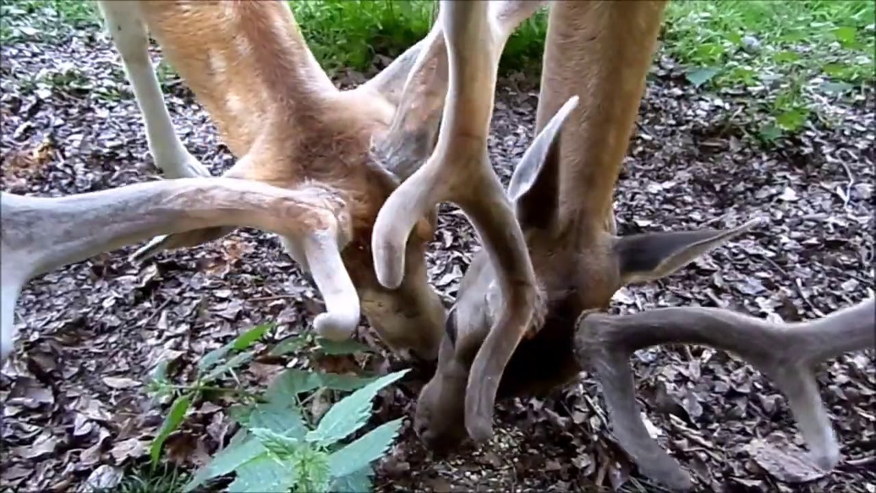 Wild PARK Gersfeld & meine Rhön, Urlaub für die Seele :))