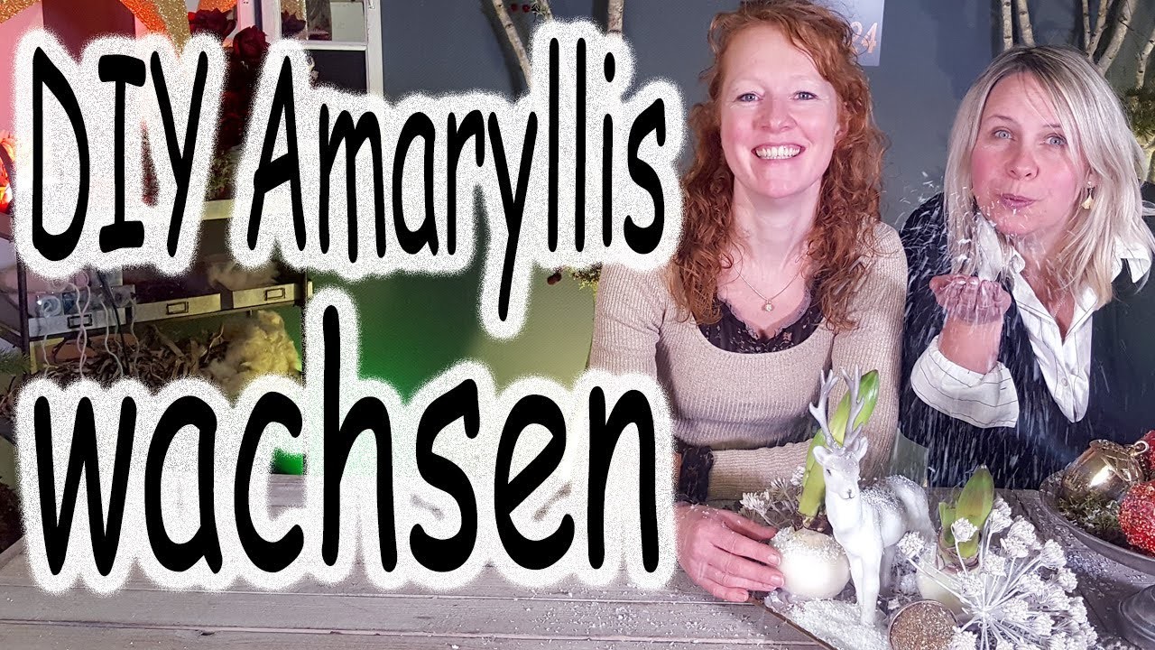 DIY: Amaryllis gewachst | Adventsdeko | Tischdeko | Weihnachtsdeko | Zwiebel wachsen | Floristik24