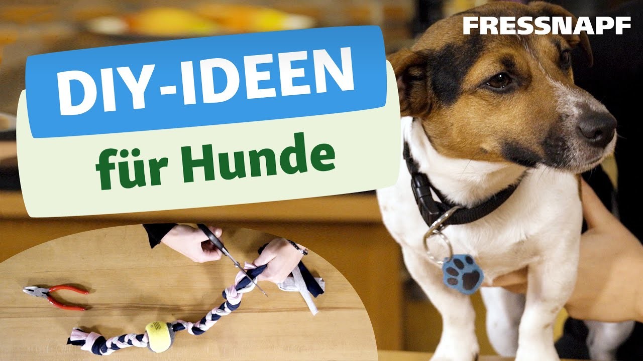 DIY für Hunde: Halsband-Anhänger und Hundespielzeug selber basteln