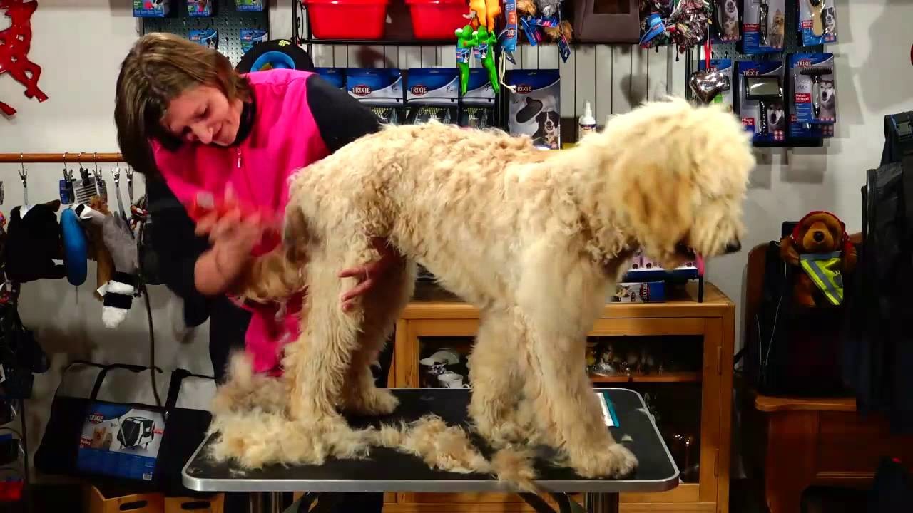 Tipps: Schur beim Goldendoodle Lino - Hundefrisörin Sonja Mayrhofer
