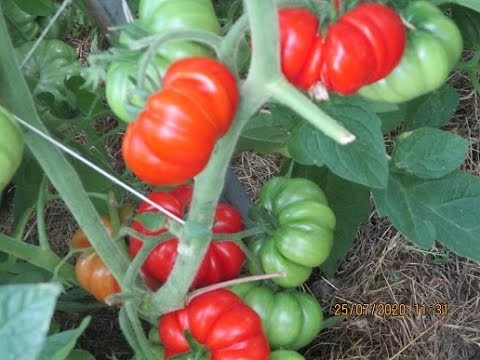 Tomaten.  Anfang August 2020   (Teil 1)