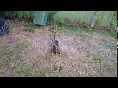 Katze Katzen Kater Tell jung verspielt Garten Schweiz Peitsche Katzenvideo Katzenvideos  Aktuell HD