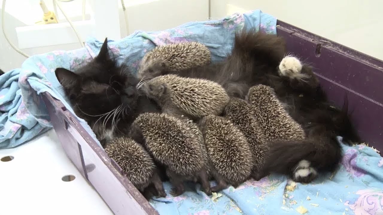 Katze beschützt acht verwaiste Igel