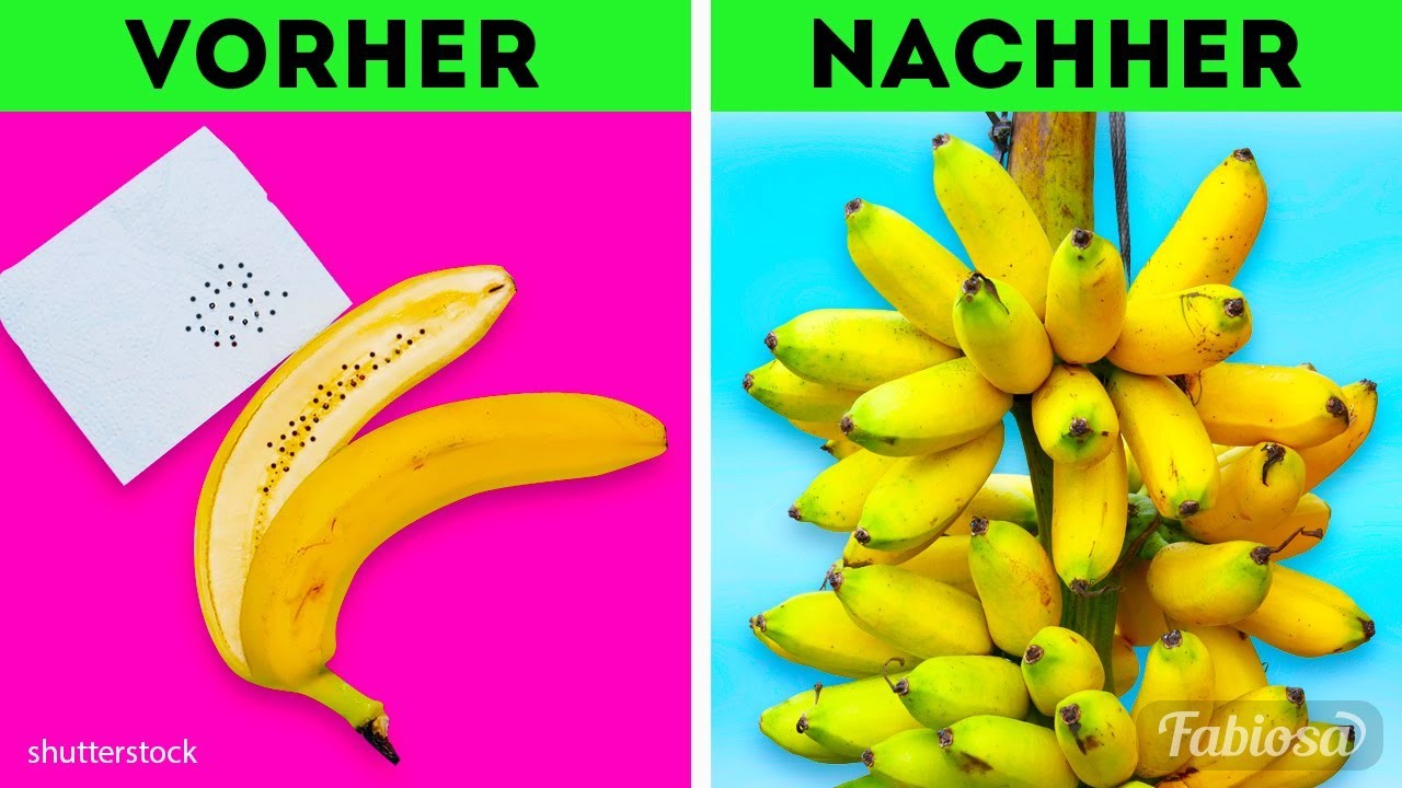 Das Einmaleins des heimischen Gartens: Früchte und Gemüse einfach aus Saatgut anbauen