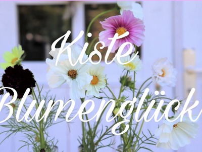 DIY-Dekoidee: FLASCHENKISTE VOLLER BLUMENGLÜCK  feat. Kosmeen