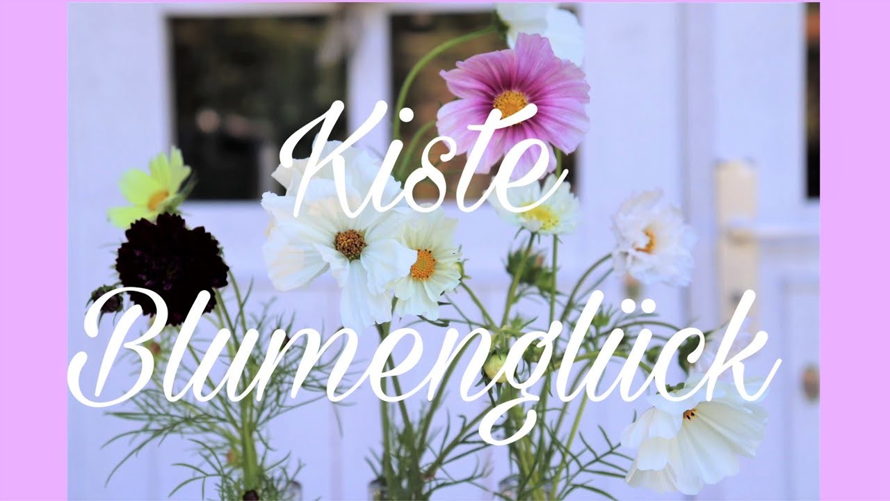 DIY-Dekoidee: FLASCHENKISTE VOLLER BLUMENGLÜCK  feat. Kosmeen