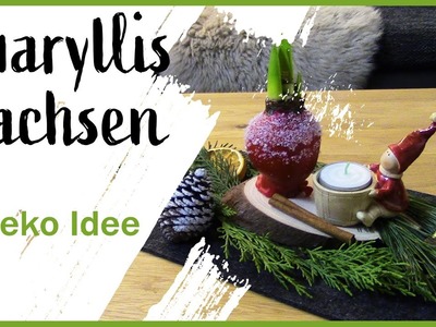 Wie du Amaryllis wachst, verzierst und ohne Heißkleber weihnachtlich dekorierst I Weihnachten l Deko