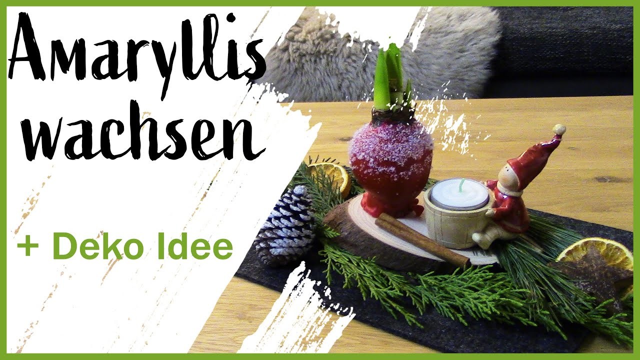 Wie du Amaryllis wachst, verzierst und ohne Heißkleber weihnachtlich dekorierst I Weihnachten l Deko