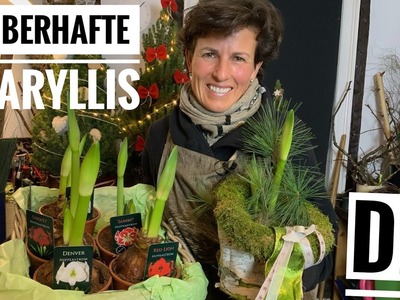 AMARYLLIS  zauberhaft dekorieren Weihnachtsdeko XMAS DIY-Anleitung Dekoidee Winterdekoidee
