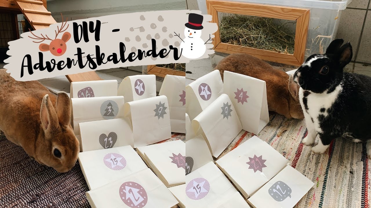 DIY Adventskalender für Kaninchen. Türchen 1 #tierzember2020