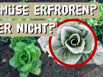 Erfrorenes Gemüse im Winter retten - Winterkulturen im Garten überwintern - Salate im Winter pflegen