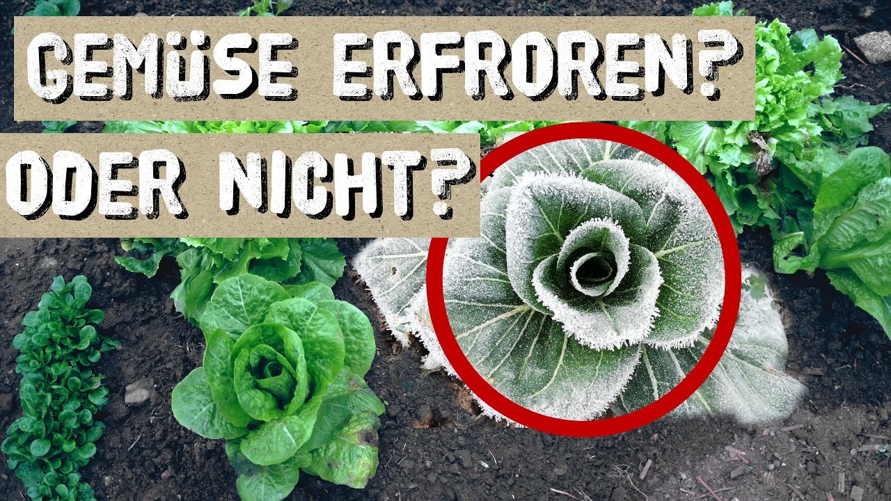 Erfrorenes Gemüse im Winter retten - Winterkulturen im Garten überwintern - Salate im Winter pflegen