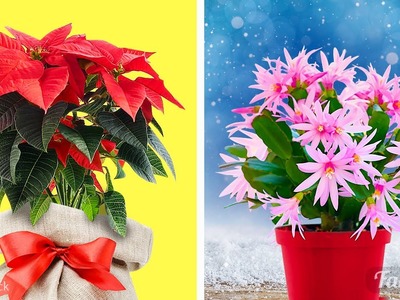 Pflanzenpflege für Anfänger: Weihnachtssterne und Weihnachtskakteen richtig pflegen