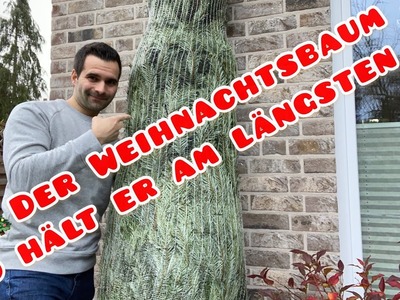 So hält der Weihnachtsbaum am längsten