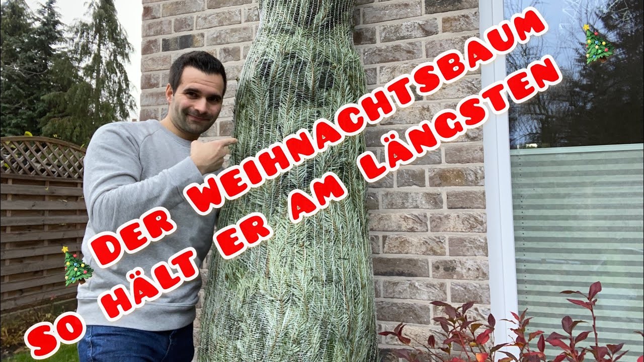 So hält der Weihnachtsbaum am längsten