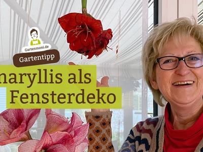 Amaryllis als Fensterdeko