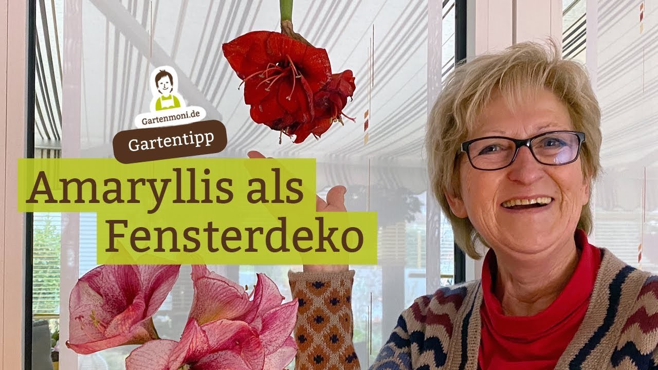 Amaryllis als Fensterdeko