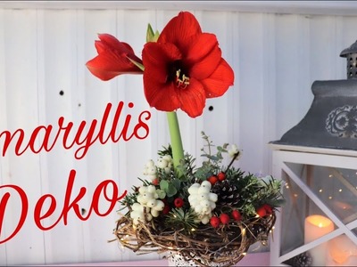 DIY-Weihnachtsdeko: AMARYLLIS & NATURMATERIALIEN dekorieren - LEUCHTEND & DUFTEND!