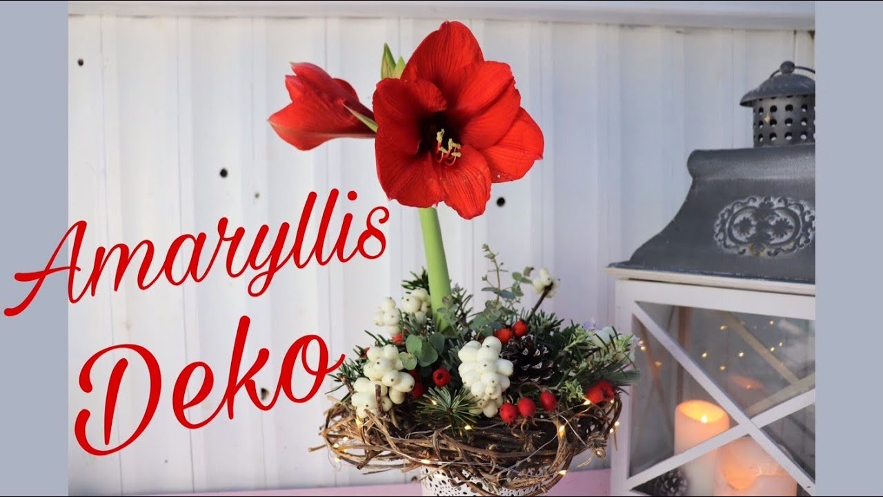 DIY-Weihnachtsdeko: AMARYLLIS & NATURMATERIALIEN dekorieren - LEUCHTEND & DUFTEND!