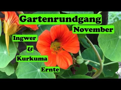 Gartenrundgang November - Ingwer & Kurkuma Ernte