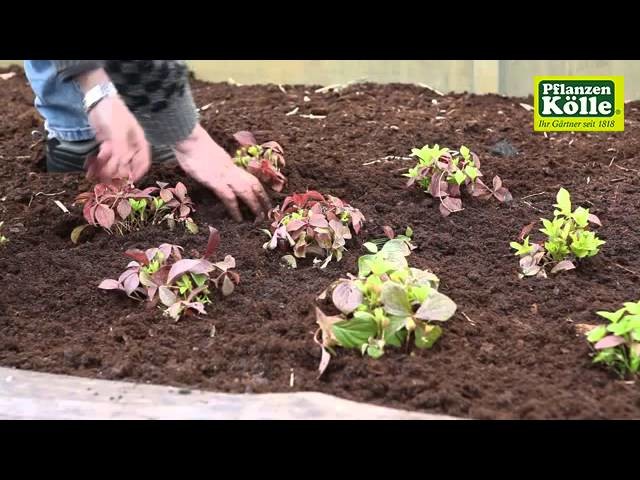 Bodendecker im Garten einpflanzen | Pflanzen-Kölle