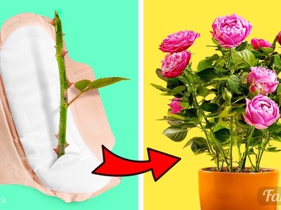 Geheimnisse der Rosenvermehrung enthüllt: Wie man zu Hause Rosen züchtet