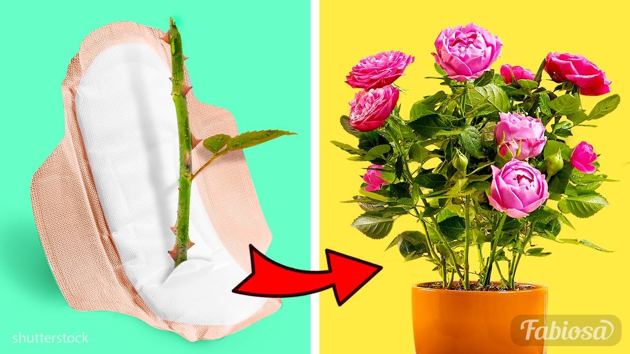 Geheimnisse der Rosenvermehrung enthüllt: Wie man zu Hause Rosen züchtet