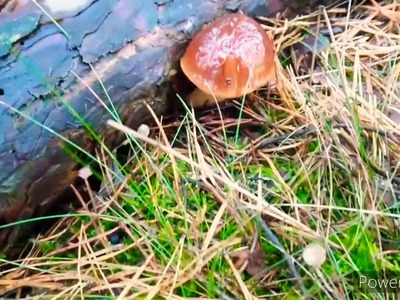 XXL Pilz Tour | Vlog | großes Maronenröhrlinge ernten. sammeln | Wald Teil 2