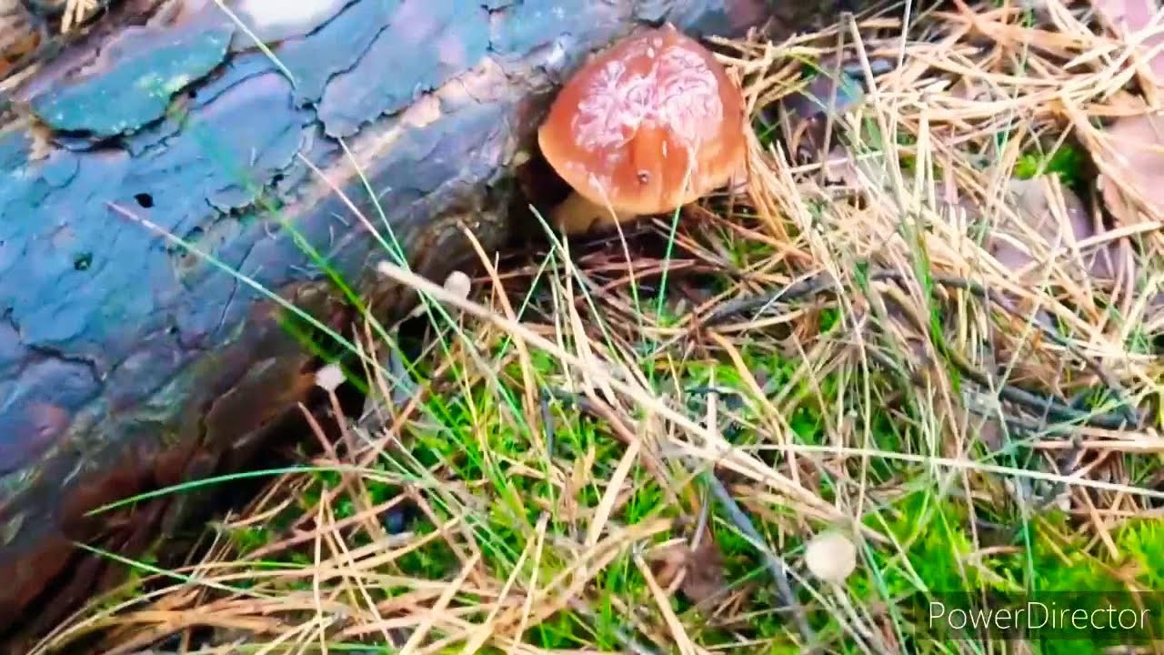 XXL Pilz Tour | Vlog | großes Maronenröhrlinge ernten. sammeln | Wald Teil 2