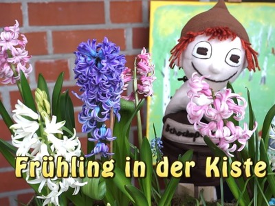 Frühling in der Kiste, DIY Blumendekoration in der Obstkiste, ein Schokopuck Film für Groß und Klein