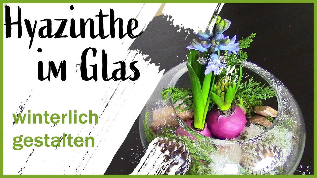 Hyazinthe winterlich im Glas dekorieren l Hyazinthe wachsen l Frühblüher