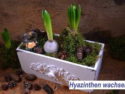 Hyazinthen Blumenzwiebeln selber wachsen mit Kerzenresten. Gestecke für erste Frühlingsgefühle