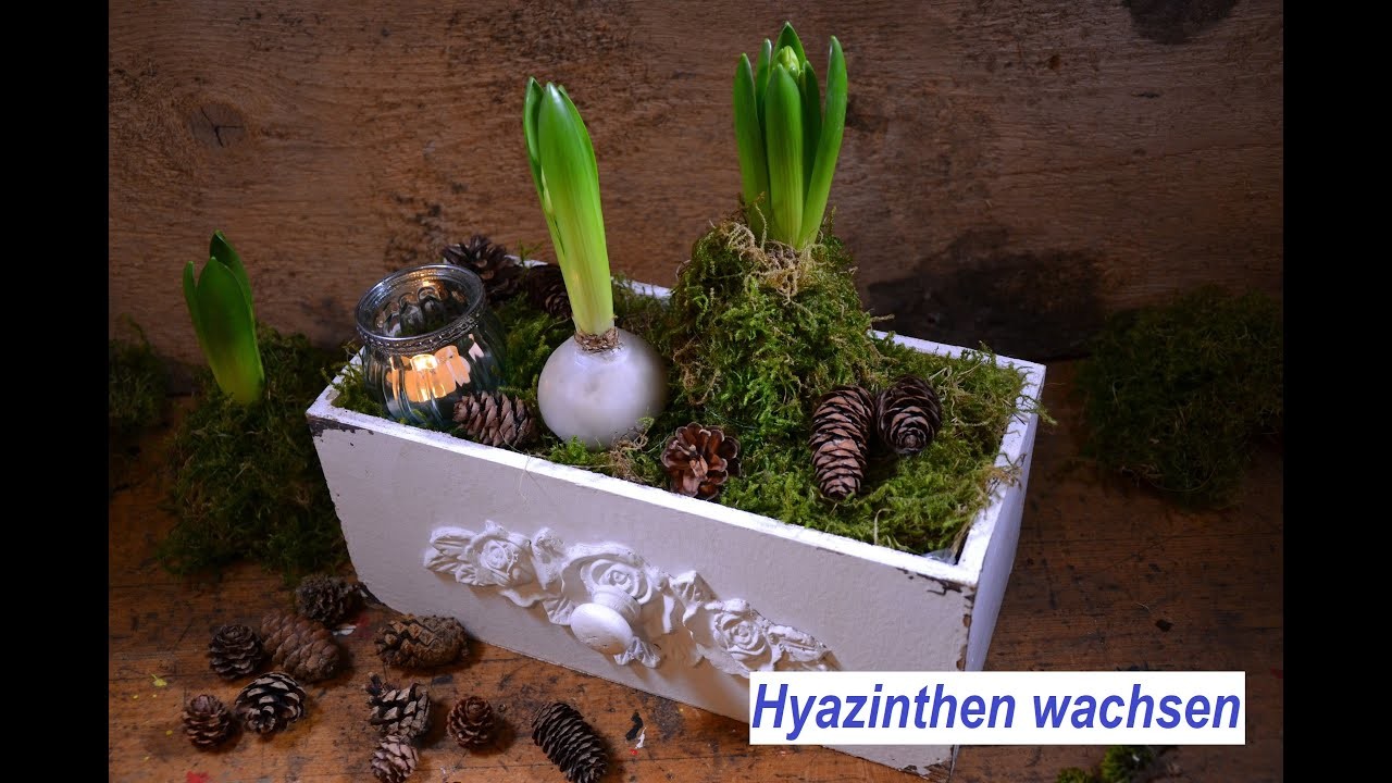 Hyazinthen Blumenzwiebeln selber wachsen mit Kerzenresten. Gestecke für erste Frühlingsgefühle
